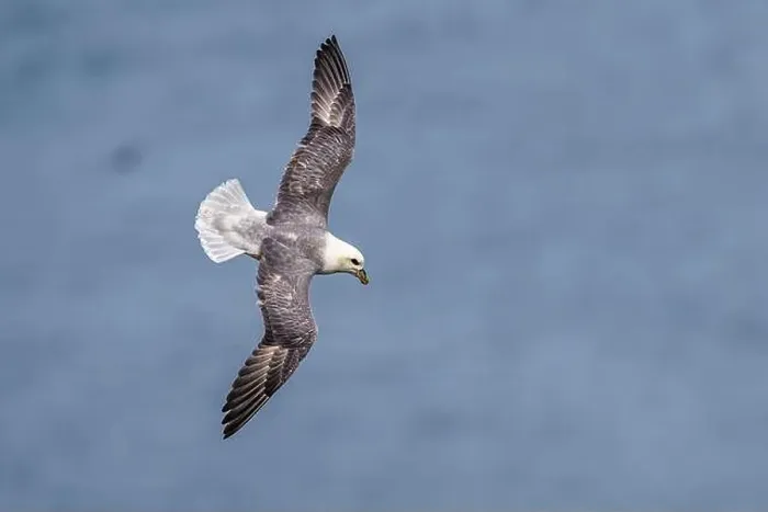 Framed Print : Northern Fulmar, Fulmarus glacialis, bird in flight over sea and cliffs, Bempton Cliffs, North Yorkshire, England Framed Print : Northern Fulmar, Fulmarus glacialis, bird in flight over sea and cliffs, Bempton Cliffs, North Yorkshire, England