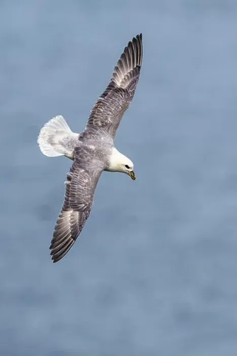 Framed Print : Northern Fulmar, Fulmarus glacialis, bird in flight over sea and cliffs, Bempton Cliffs, North Yorkshire, England