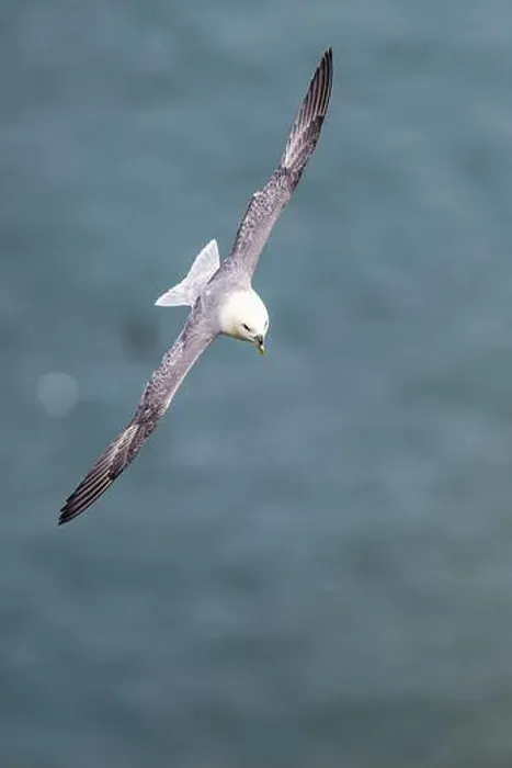 Framed Print : Northern Fulmar, Fulmarus glacialis, bird in flight over sea and cliffs, Bempton Cliffs, North Yorkshire, England Framed Print : Northern Fulmar, Fulmarus glacialis, bird in flight over sea and cliffs, Bempton Cliffs, North Yorkshire, England