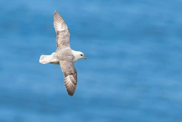 Framed Print : Northern Fulmar, Fulmarus glacialis, bird in flight over sea and cliffs, Bempton Cliffs, North Yorkshire, England Framed Print : Northern Fulmar, Fulmarus glacialis, bird in flight over sea and cliffs, Bempton Cliffs, North Yorkshire, England