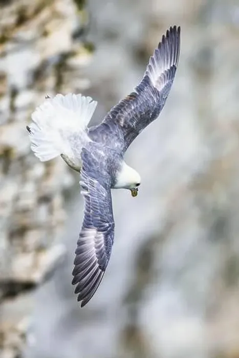 Framed Print : Northern Fulmar, Fulmarus glacialis, bird in flight over sea and cliffs, Bempton Cliffs, North Yorkshire, England Framed Print : Northern Fulmar, Fulmarus glacialis, bird in flight over sea and cliffs, Bempton Cliffs, North Yorkshire, England