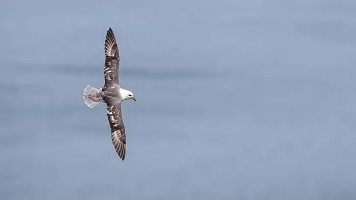 Framed Print : Northern Fulmar, Fulmarus glacialis, bird in flight over sea and cliffs, Bempton Cliffs, North Yorkshire, England Framed Print : Northern Fulmar, Fulmarus glacialis, bird in flight over sea and cliffs, Bempton Cliffs, North Yorkshire, England