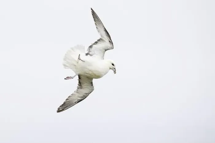 Framed Print : Northern fulmar (Fulmarus glacialis) in acrobatic flight, Orkney Islands, Scotland, Great Britain Framed Print : Northern fulmar (Fulmarus glacialis) in acrobatic flight, Orkney Islands, Scotland, Great Britain