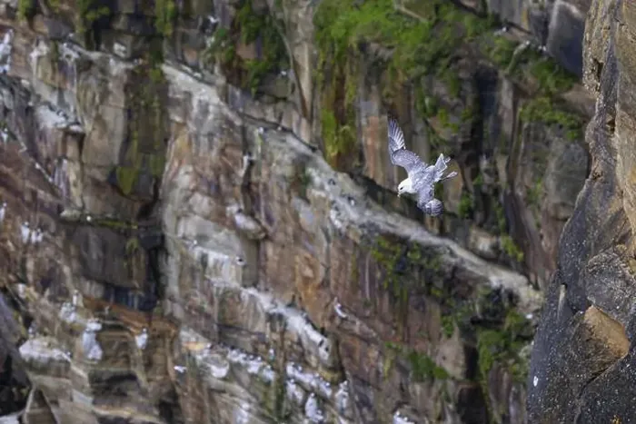 Framed Print : Northern fulmar (Fulmarus glacialis) flying in front of an overgrown rock face, Thurso, Scotland, Great Britain Framed Print : Northern fulmar (Fulmarus glacialis) flying in front of an overgrown rock face, Thurso, Scotland, Great Britain