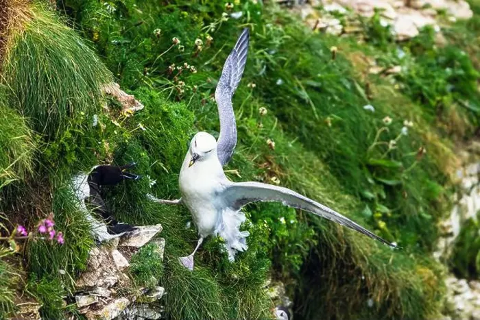 Framed Print : Northern Fulmar, Fulmarus glacialis and Razorbill, Alca Torda, birds on cliffs, Bempton Cliffs, North Yorkshire, England Framed Print : Northern Fulmar, Fulmarus glacialis and Razorbill, Alca Torda, birds on cliffs, Bempton Cliffs, North Yorkshire, England