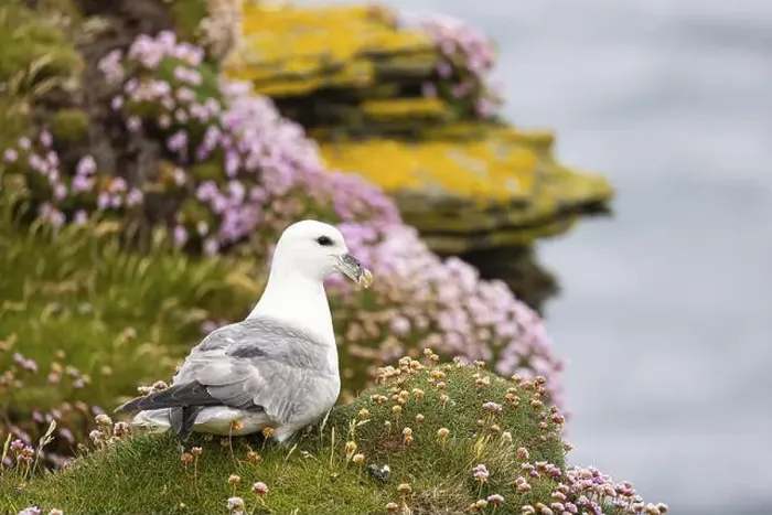 Framed Print : Northern fulmar (Fulmarus glacialis) sitting in front of a flower-covered grass cushion and lichen-covered rock Framed Print : Northern fulmar (Fulmarus glacialis) sitting in front of a flower-covered grass cushion and lichen-covered rock
