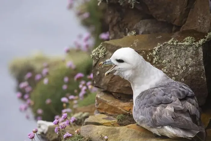 Framed Print : Northern fulmar (Fulmarus glacialis) sitting in a rocky niche in front of a flower-covered grass cushion Framed Print : Northern fulmar (Fulmarus glacialis) sitting in a rocky niche in front of a flower-covered grass cushion