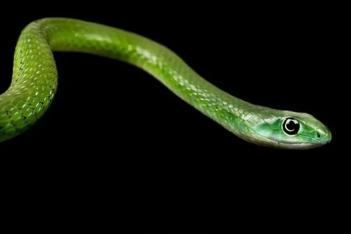Framed Print : Northern Green Bush Snake (Philothamnus irregularis) Framed Print : Northern Green Bush Snake (Philothamnus irregularis)