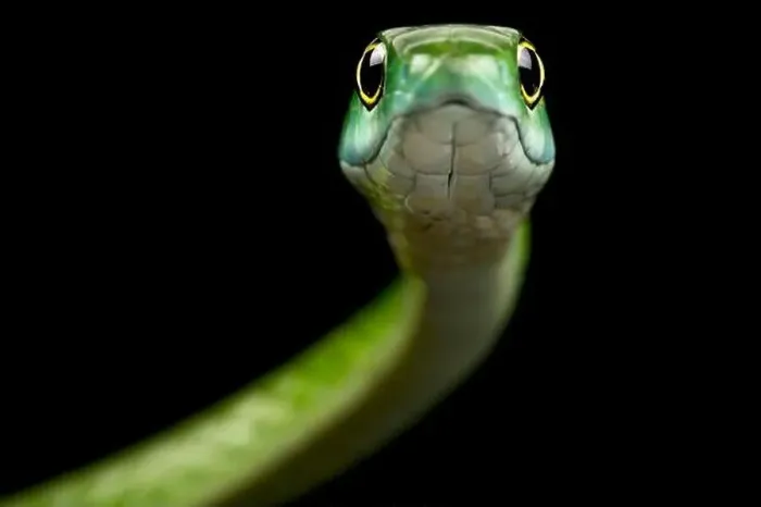 Framed Print : Northern Green Bush Snake (Philothamnus irregularis) Framed Print : Northern Green Bush Snake (Philothamnus irregularis)