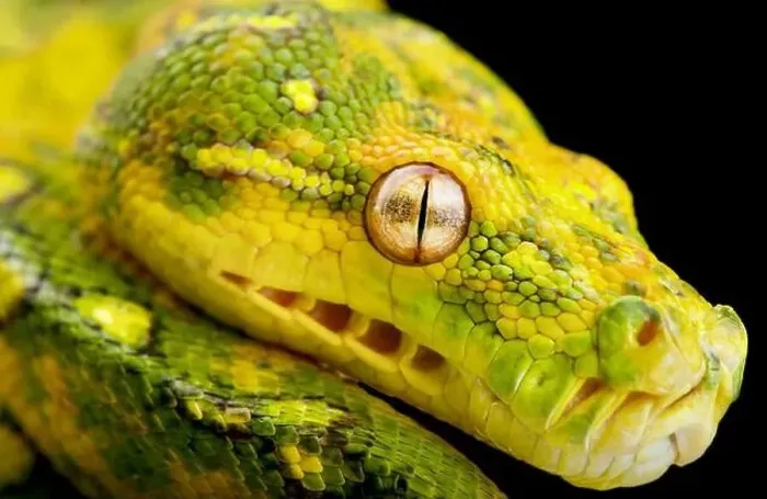 Framed Print : Northern Green Tree Python (Morelia azurea) Framed Print : Northern Green Tree Python (Morelia azurea)