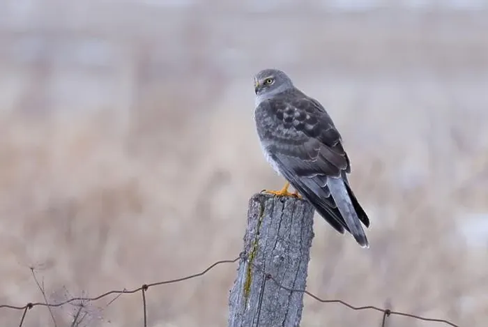 Framed Print : Northern Harrier male sitting on a post on a winter day in Canada Framed Print : Northern Harrier male sitting on a post on a winter day in Canada