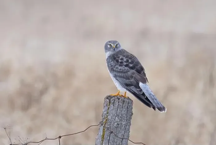 Framed Print : Northern Harrier male sitting on a post on a winter day in Canada Framed Print : Northern Harrier male sitting on a post on a winter day in Canada