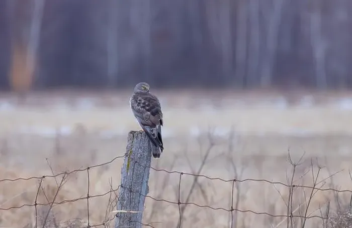 Framed Print : Northern Harrier male sitting on a post on a winter day in Canada Framed Print : Northern Harrier male sitting on a post on a winter day in Canada