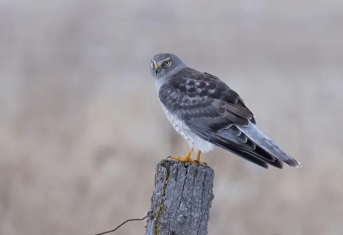 Framed Print : Northern Harrier male sitting on a post on a winter day in Canada Framed Print : Northern Harrier male sitting on a post on a winter day in Canada
