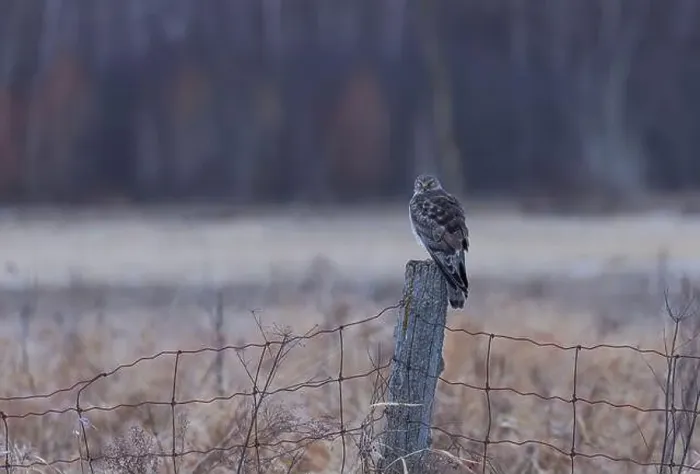 Framed Print : Northern Harrier male sitting on a post on a winter day in Canada Framed Print : Northern Harrier male sitting on a post on a winter day in Canada