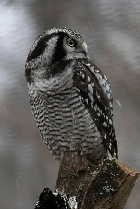 Framed Print : Northern hawk-owl Under snow, winter (Surnia ulula) Framed Print : Northern hawk-owl Under snow, winter (Surnia ulula)