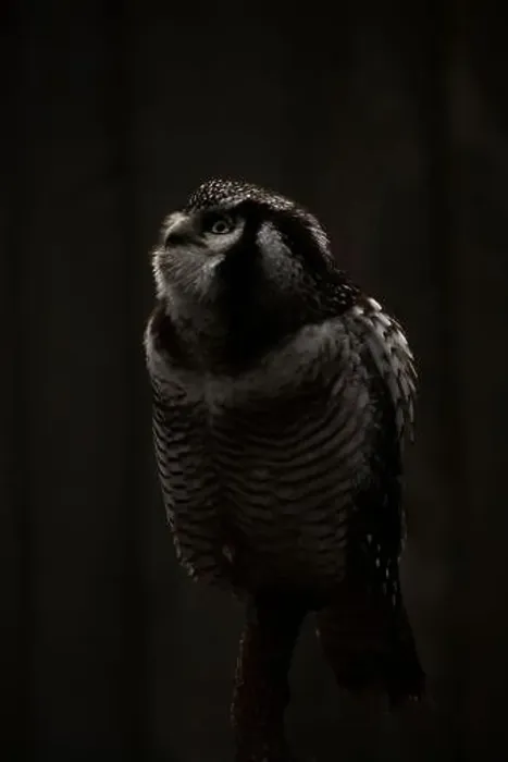 Framed Print : Northern hawk-owl (Surnia ulula). black background Framed Print : Northern hawk-owl (Surnia ulula). black background