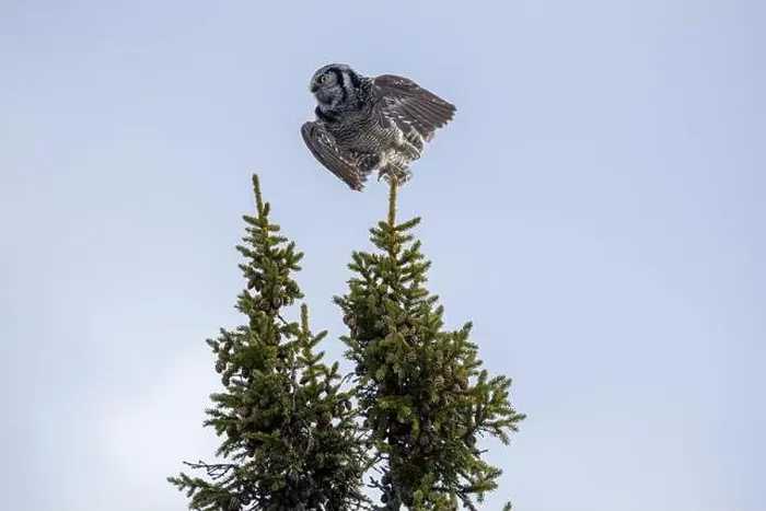 Framed Print : Northern Hawk Owl (Surnia ulula) in the boreal forest of Saskatchewan Framed Print : Northern Hawk Owl (Surnia ulula) in the boreal forest of Saskatchewan