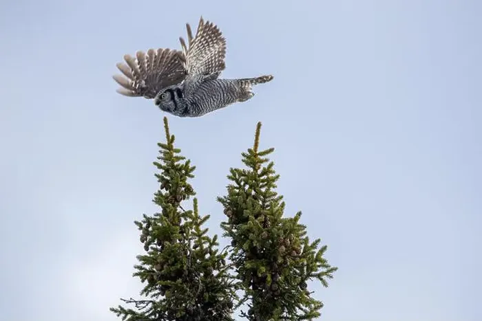 Framed Print : Northern Hawk Owl (Surnia ulula) in the boreal forest of Saskatchewan Framed Print : Northern Hawk Owl (Surnia ulula) in the boreal forest of Saskatchewan