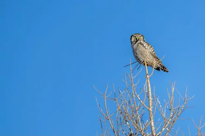 Framed Print : Northern Hawk Owl (Surnia ulula) in the boreal forest of Saskatchewan Framed Print : Northern Hawk Owl (Surnia ulula) in the boreal forest of Saskatchewan