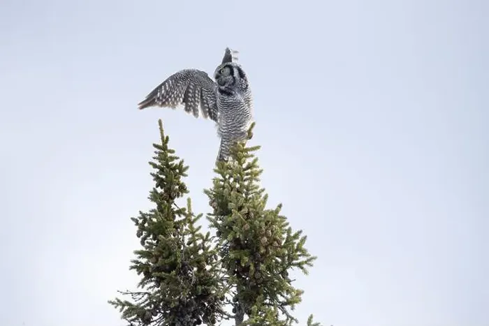 Framed Print : Northern Hawk Owl (Surnia ulula) in the boreal forest of Saskatchewan Framed Print : Northern Hawk Owl (Surnia ulula) in the boreal forest of Saskatchewan