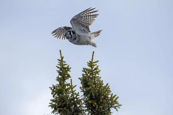 Framed Print : Northern Hawk Owl (Surnia ulula) in the boreal forest of Saskatchewan Framed Print : Northern Hawk Owl (Surnia ulula) in the boreal forest of Saskatchewan
