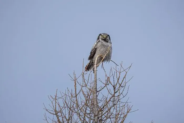 Framed Print : Northern Hawk Owl (Surnia ulula) in the boreal forest of Saskatchewan Framed Print : Northern Hawk Owl (Surnia ulula) in the boreal forest of Saskatchewan