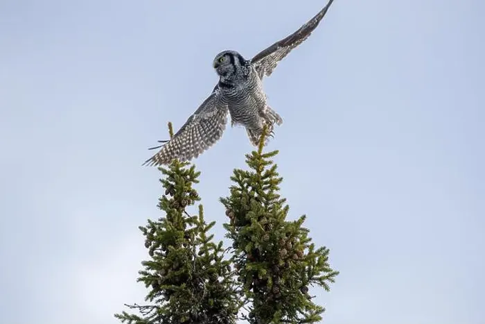 Framed Print : Northern Hawk Owl (Surnia ulula) in the boreal forest of Saskatchewan Framed Print : Northern Hawk Owl (Surnia ulula) in the boreal forest of Saskatchewan