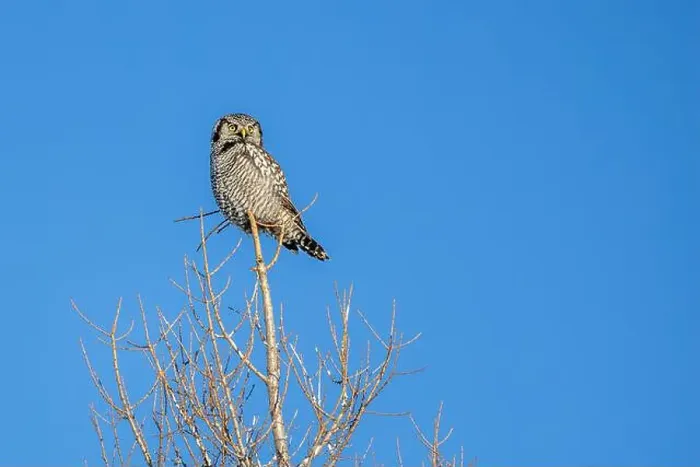 Framed Print : Northern Hawk Owl (Surnia ulula) in the boreal forest of Saskatchewan Framed Print : Northern Hawk Owl (Surnia ulula) in the boreal forest of Saskatchewan