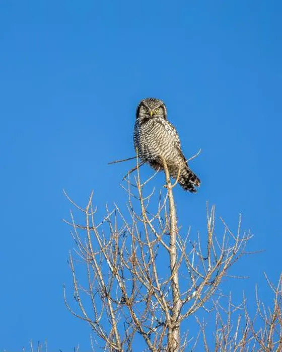 Framed Print : Northern Hawk Owl (Surnia ulula) in the boreal forest of Saskatchewan Framed Print : Northern Hawk Owl (Surnia ulula) in the boreal forest of Saskatchewan
