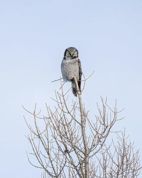 Framed Print : Northern Hawk Owl (Surnia ulula) in the boreal forest of Saskatchewan Framed Print : Northern Hawk Owl (Surnia ulula) in the boreal forest of Saskatchewan