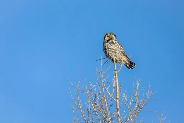 Framed Print : Northern Hawk Owl (Surnia ulula) in the boreal forest of Saskatchewan Framed Print : Northern Hawk Owl (Surnia ulula) in the boreal forest of Saskatchewan