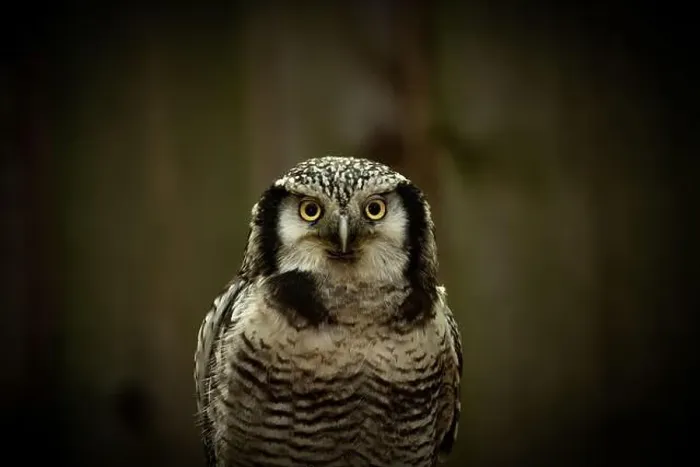 Framed Print : Northern hawk-owl (Surnia ulula). Looking to you Framed Print : Northern hawk-owl (Surnia ulula). Looking to you