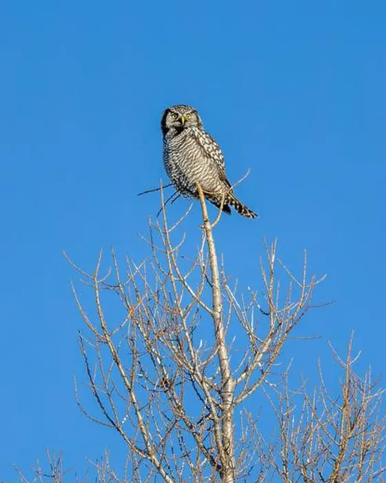 Framed Print : A Northern Hawk Owl (Surnia ulula) perched on tree in the Boreal Forest of Northern Canada Framed Print : A Northern Hawk Owl (Surnia ulula) perched on tree in the Boreal Forest of Northern Canada