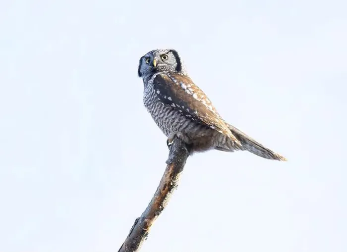 Framed Print : Northern Hawk-Owl (Surnia ulula) perched in a tree hunting in winter in Canada Framed Print : Northern Hawk-Owl (Surnia ulula) perched in a tree hunting in winter in Canada