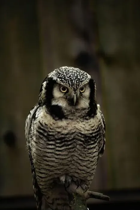 Framed Print : Northern hawk-owl (Surnia ulula). searching for food Framed Print : Northern hawk-owl (Surnia ulula). searching for food