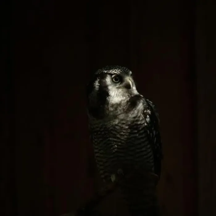 Framed Print : Northern hawk-owl (Surnia ulula). Wild life animal Framed Print : Northern hawk-owl (Surnia ulula). Wild life animal