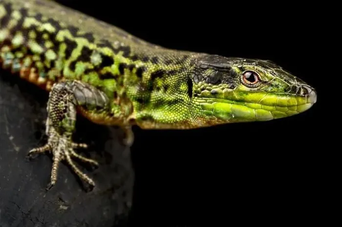Framed Print : Northern Italian Wall Lizard (Podarcis siculus campestris) Framed Print : Northern Italian Wall Lizard (Podarcis siculus campestris)