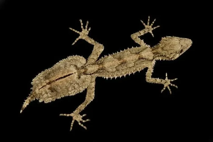 Framed Print : Northern leaf-tailed gecko (Saltuarius cornutus) Framed Print : Northern leaf-tailed gecko (Saltuarius cornutus)