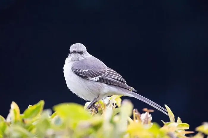 Framed Print : Northern Mockingbird (Mimus polyglottos) perched in a shrub and with a dark background Framed Print : Northern Mockingbird (Mimus polyglottos) perched in a shrub and with a dark background