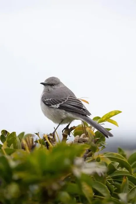 Framed Print : Northern Mockingbird (Mimus polyglottos) perched in a shrub and with a light background Framed Print : Northern Mockingbird (Mimus polyglottos) perched in a shrub and with a light background