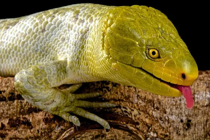 Framed Print : Northern monkey-tailed skink (Corucia zebrata alfredschmidti) Framed Print : Northern monkey-tailed skink (Corucia zebrata alfredschmidti)