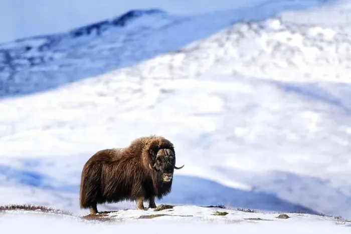 Framed Print : Northern muskox in winter mountains Framed Print : Northern muskox in winter mountains