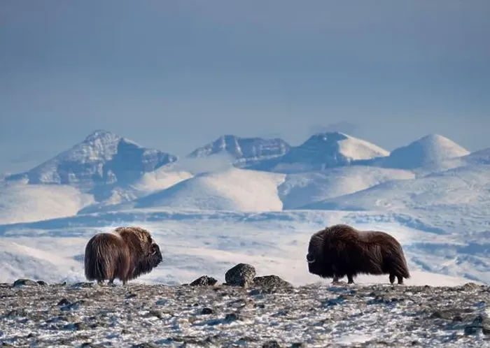 Framed Print : Northern muskox in winter mountains Framed Print : Northern muskox in winter mountains