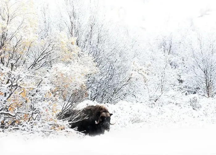 Framed Print : Northern muskox in winter mountains Framed Print : Northern muskox in winter mountains