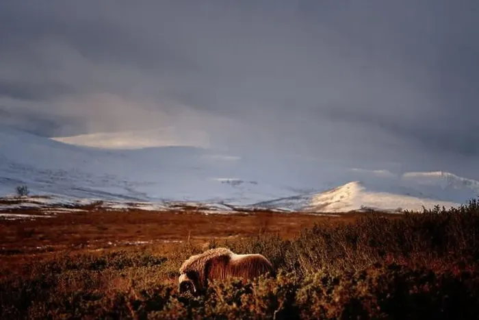 Framed Print : Northern muskox in winter mountains Framed Print : Northern muskox in winter mountains