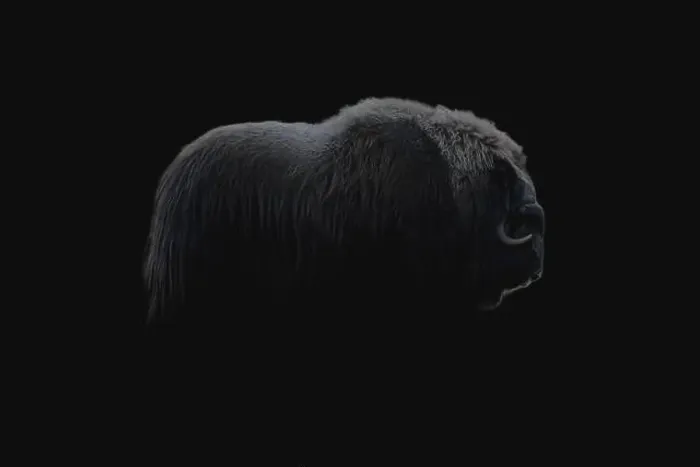 Framed Print : Northern muskox in winter mountains Framed Print : Northern muskox in winter mountains