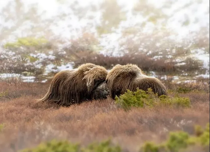 Framed Print : Northern muskox in winter mountains Framed Print : Northern muskox in winter mountains