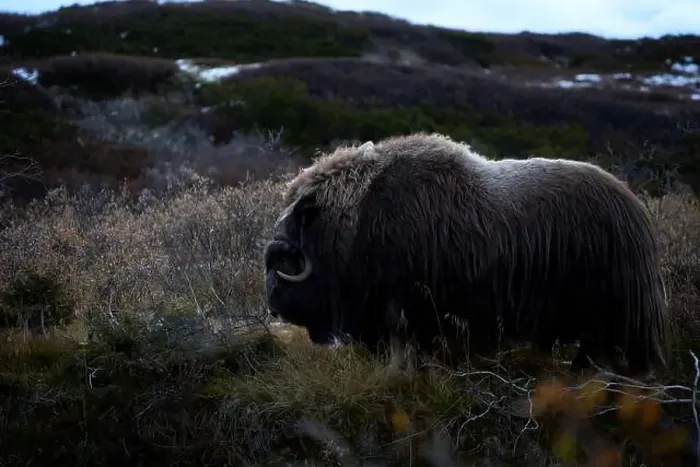 Framed Print : Northern muskox in winter mountains
