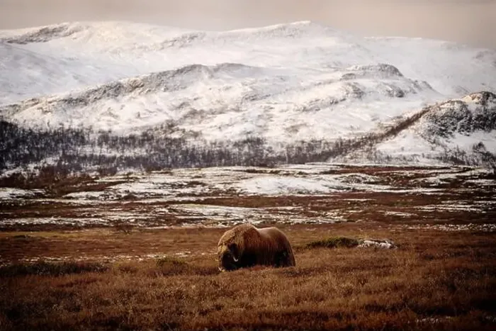Framed Print : Northern muskox in winter mountains